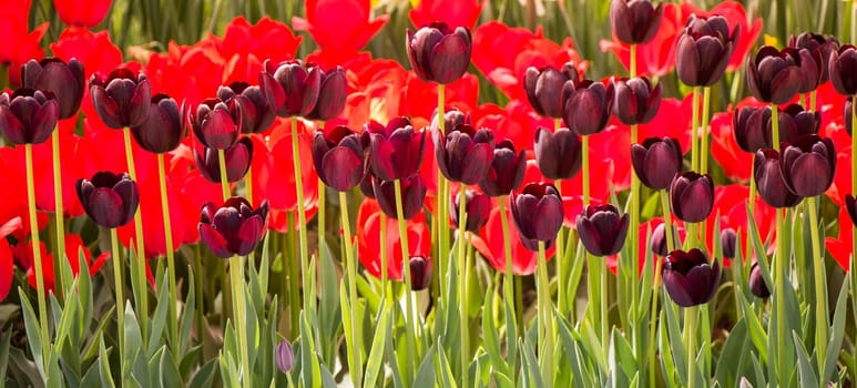 Blooming colorful tulip flowers in garden as floral background