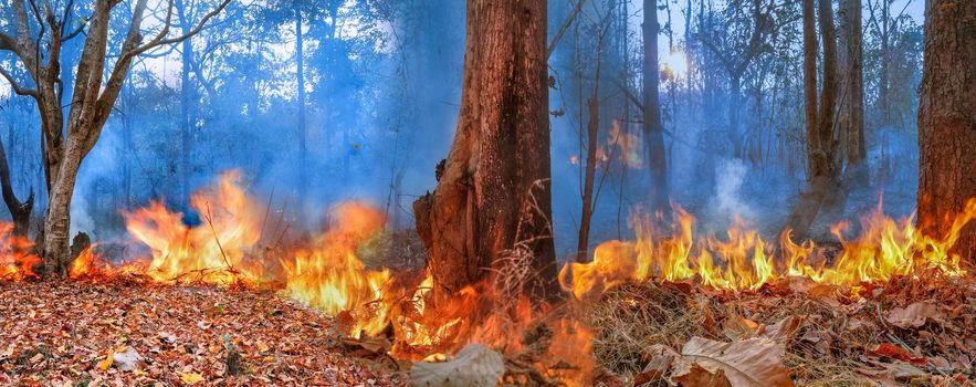 wildfire on mountain in thailand