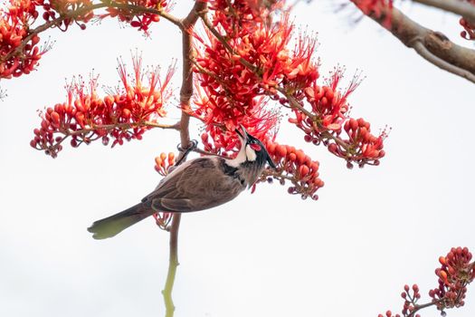 Red-whiskered bulbul on the monkey flower tree
