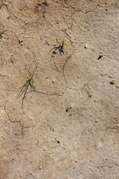 dry desert soil with two grass sprouts in flat lay directly above persperctive at summer daylight