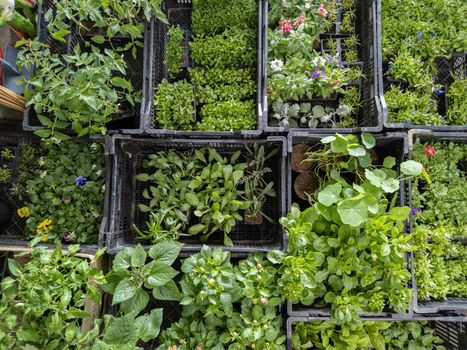 full frame flat lay background of green seedlings in plastic boxes, directly above view