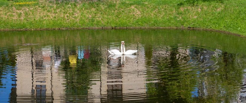 In the park on the city pond, a pair of floating white swans.
