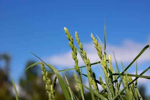 A few green spikelets in a field of grass and a blue sky with white clouds in a blur.
