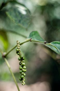 peppercorn pod close-up growing in organic pepper farm in kampot cambodia