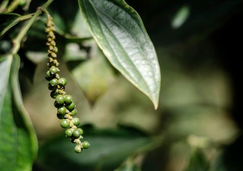 peppercorn pod close-up growing in organic pepper farm in kampot cambodia