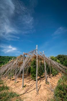 organic pepper farm peppercorn trees cultivation view in kampot cambodia