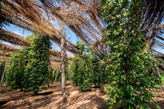 peppercorn trees growing in organic natural pepper farm   kampot cambodia