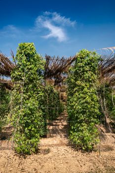 peppercorn trees growing in organic natural pepper farm   kampot cambodia