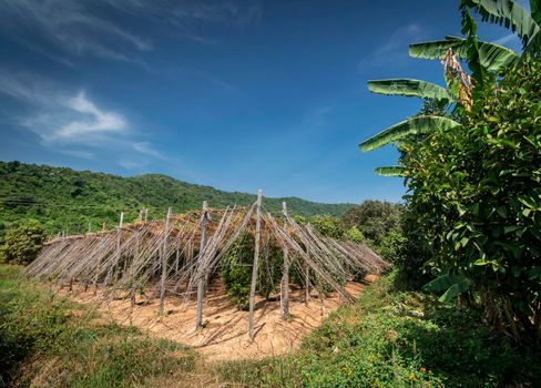 organic pepper farm peppercorn trees cultivation view in kampot cambodia