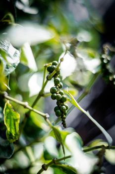 organic peppercorn pods growing on pepper vine plant in kampot cambodia
