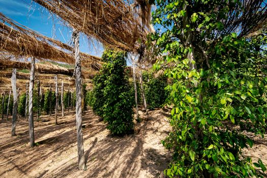 peppercorn vines growing in organic pepper farm in kampot province cambodia