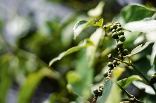 organic peppercorn pods growing on pepper vine plant in kampot cambodia