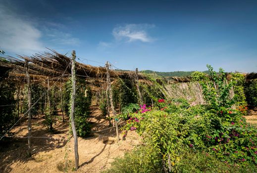 peppercorn vines growing in organic pepper farm in kampot province cambodia