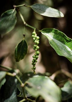 organic peppercorn pods growing on pepper vine plant in kampot cambodia