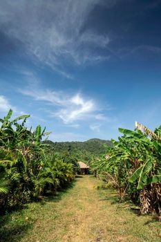 view of banana plantation on rural organic fruit farm near kampot cambodia on sunny day