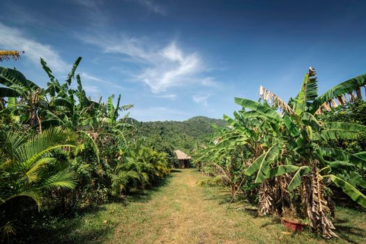 view of banana plantation on rural organic fruit farm near kampot cambodia on sunny day