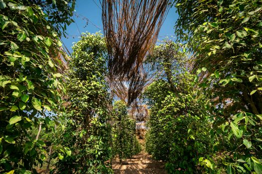 peppercorn vines growing in organic pepper farm in kampot province cambodia