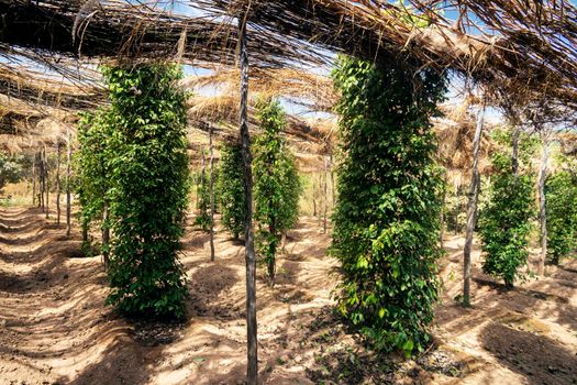 peppercorn vines growing in organic pepper farm in kampot province cambodia