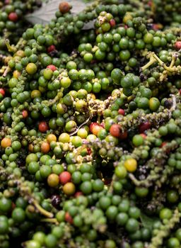 pods of raw freshly picked organic kampot green peppercorns in cambodia