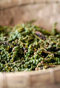 pods of raw freshly picked organic kampot green peppercorns in cambodia