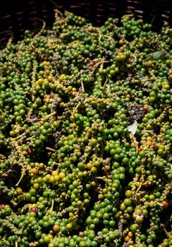 pods of raw freshly picked organic kampot green peppercorns in cambodia