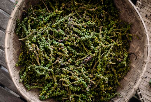 pods of raw freshly picked organic kampot green peppercorns in rustic bamboo basket in cambodia