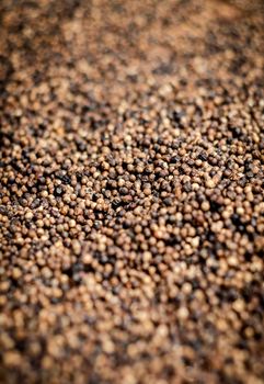 close up of kampot organic pepper peppercorns drying in the sun in cambodia