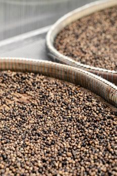 detail of trays of kampot organic pepper inside drying room in cambodia