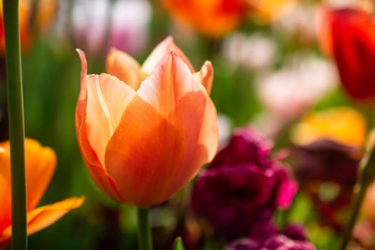 Beautiful colorful tulips flower in spring time garden