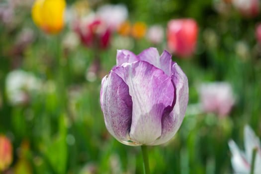 Beautiful colorful tulips flower in spring time garden