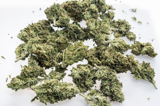 medical marijuana cannabis buds closeup on white studio background in amsterdam