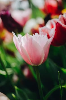 Beautiful colorful tulips flower in spring time garden