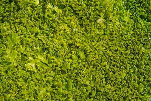 green salad in a closeup