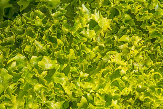 green salad in a closeup