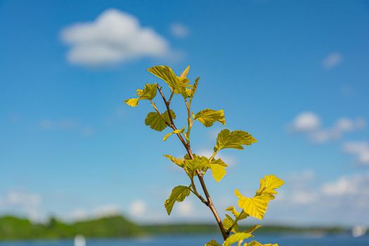 Green branch on a blurred background with bokeh elements. Stock photography.