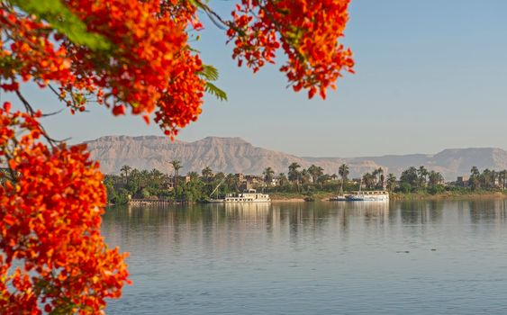 Panoramic landscape view across nile river to luxor west bank with mountains and carob tree ceratonia siliqua