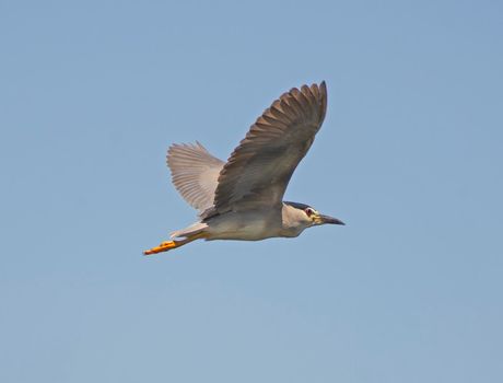 Black-crowned night heron nycticorax nycticorax in flight against blue sky background with minaret tower