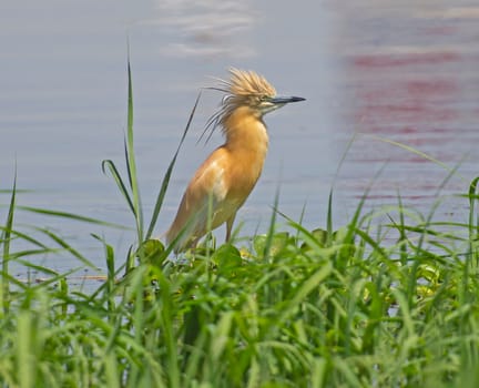 Squacco heron ardeola ralloides stood on edge of river bank wetlands in grass reeds with head crest raised displaying aggression