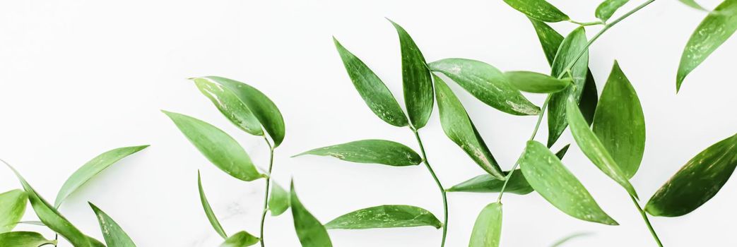 Green leaves on white background as botanical frame flatlay, eco design and spring nature flat lay concept