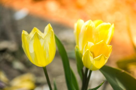 Beautiful colorful tulips flower in spring time garden