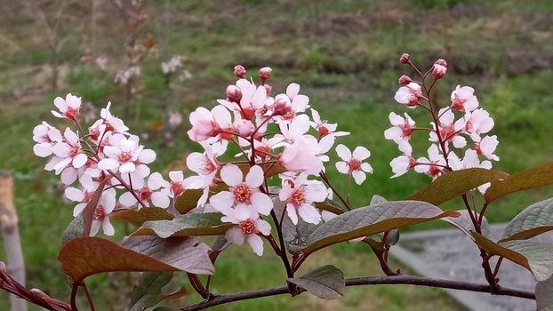 Blossom tree over nature background Spring flowers Spring Background, sakkura bloom. Sakura Flowers Background. Spring Sacura Blossom.