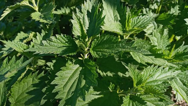 Nettle dioecious or stinging nettle, in the garden, fresh leaves. Stinging nettle, a medicinal plant that is used as a hemostatic, diuretic, antipyretic, wound healing, anti-rheumatic agen