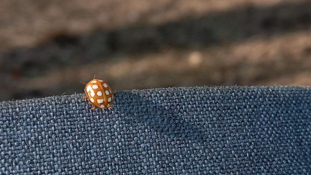 Ladybug yellow in nature in Siberia, Ladybug beetles. Calvia quatuordecimguttata. Ladybug, orange, animal, yellow, spotted. Ladybug orange waiting to molt.