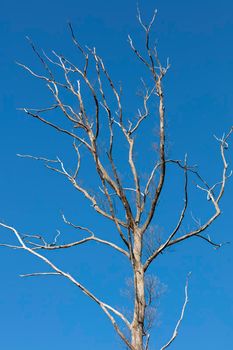 A large dead tree with long branches and no leaves in front of a bright blue sky background