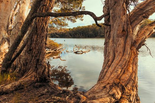 Photograph of water birds sitting on tree branches in the water at Avoca Lagoon on the Central Coast in New South Wales in Australia