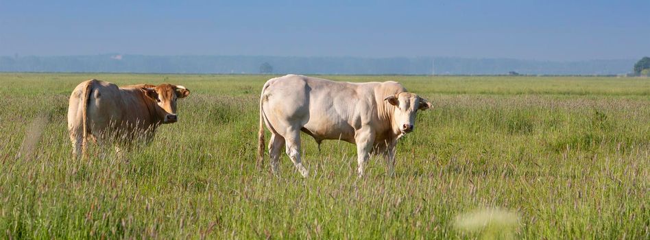 blonde d'aquitaine cow and bull in green grassy summer meadow under blue sky near amersfoort in the netherlands