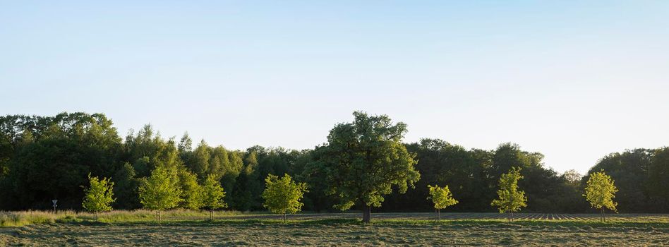trees in field near summer forest in twente between oldenzaal and enschede in dutch province of overijssel
