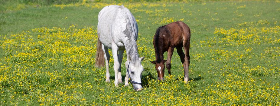 white horse and brown foal graze in summer meadow with yellow buttercup flowers