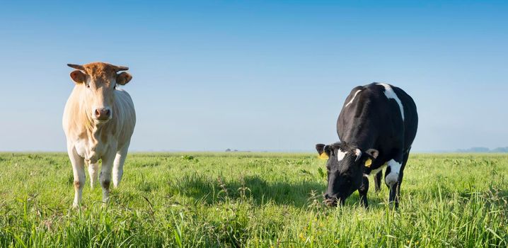 blonde d'aquitaine cow and black one in vast green grassy meadow area under blue sky in the netherlands