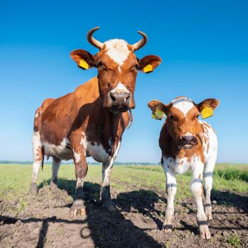closeuyp of spotted red brown cow and calf in meadow under blue sky in the netherlands